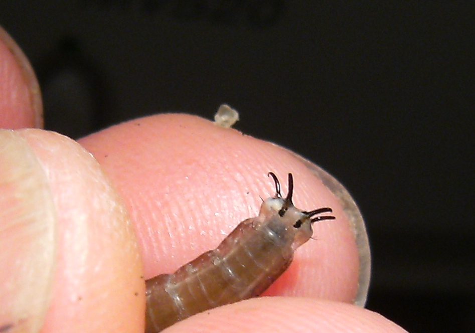 Larve di Tipulidae?